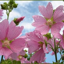 Схема вышивки «№768921»