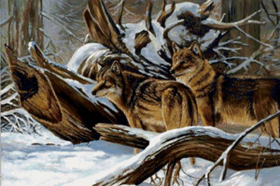 волки - волк, дикие животные - предпросмотр