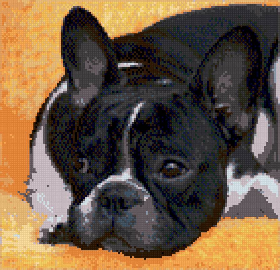 Французский бульдог - собаки, животные, французский бульдог - предпросмотр