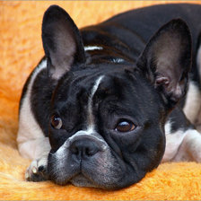 Схема вышивки «Французский бульдог»