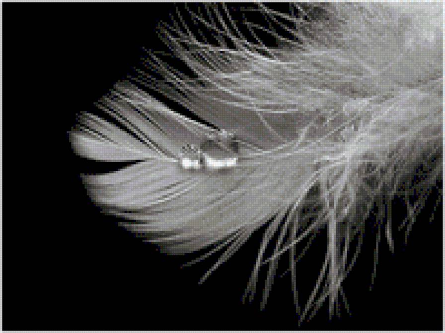 Пёрышко - капля, перо, роса, черно-белый, ангел, птица - предпросмотр