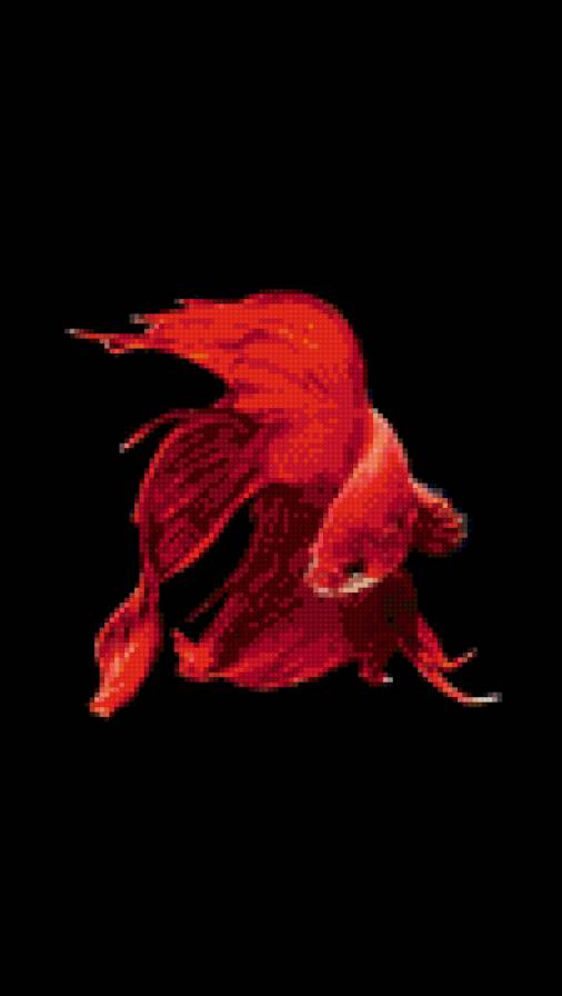 Золотая рыбка - рыбка, черное, красное, золотая, рыба - предпросмотр