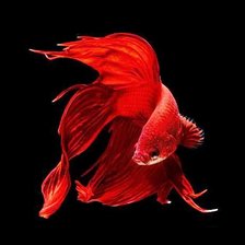 Схема вышивки «Золотая рыбка»