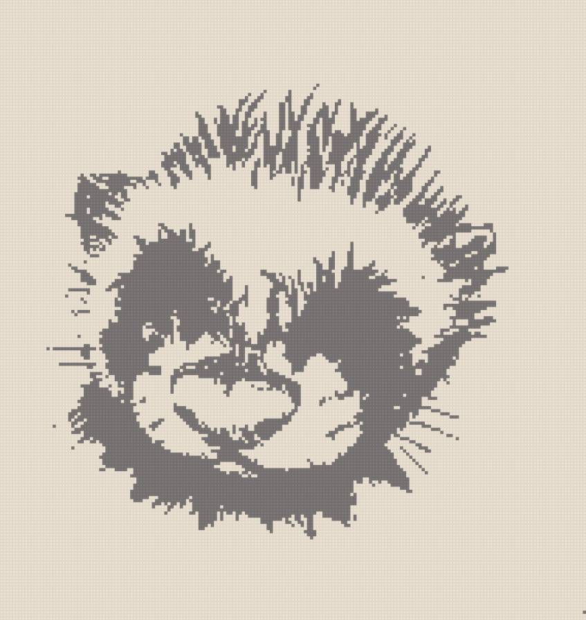 Хорек - хищник, хорек, хорьки, фретка - предпросмотр