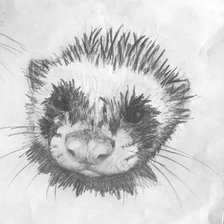 Схема вышивки «Хорек»