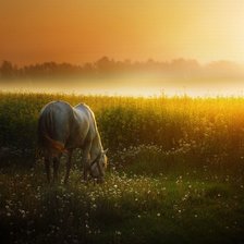 Схема вышивки «Рассвет»