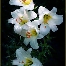 Схема вышивки «№769324»