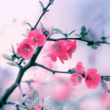 Схема вышивки «Сакура»