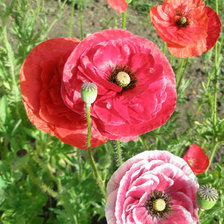 Схема вышивки «Маки»