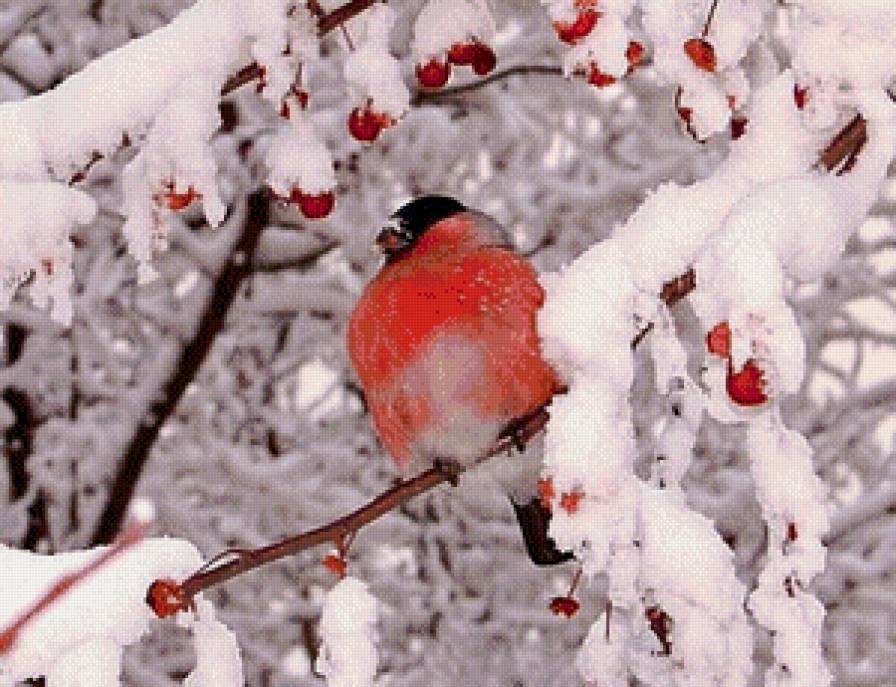 Снегирь - птицы, пейзаж, зима, снег - предпросмотр