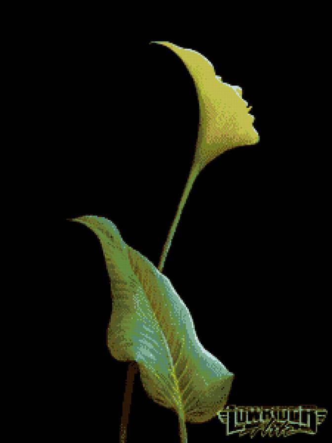 Иллюзия цветов 3 - дева, кала, цветы, женщина, иллюзия, девушка, растения, букет - предпросмотр