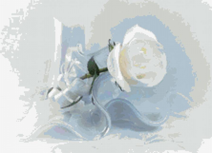 Белая роза - цветы - предпросмотр