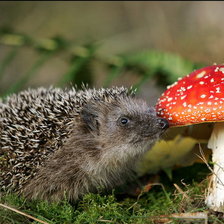 Схема вышивки «ежик»