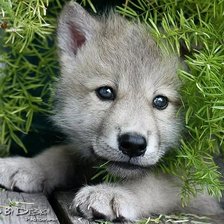 Схема вышивки «щенок»