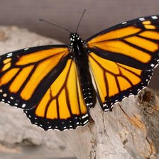 Схема вышивки «бабочка»