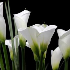 Схема вышивки «Каллы»