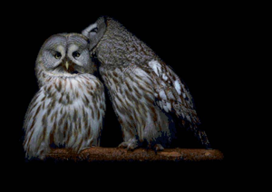 Совы - пара, птицы, совы - предпросмотр