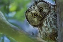 Схема вышивки «Сова»