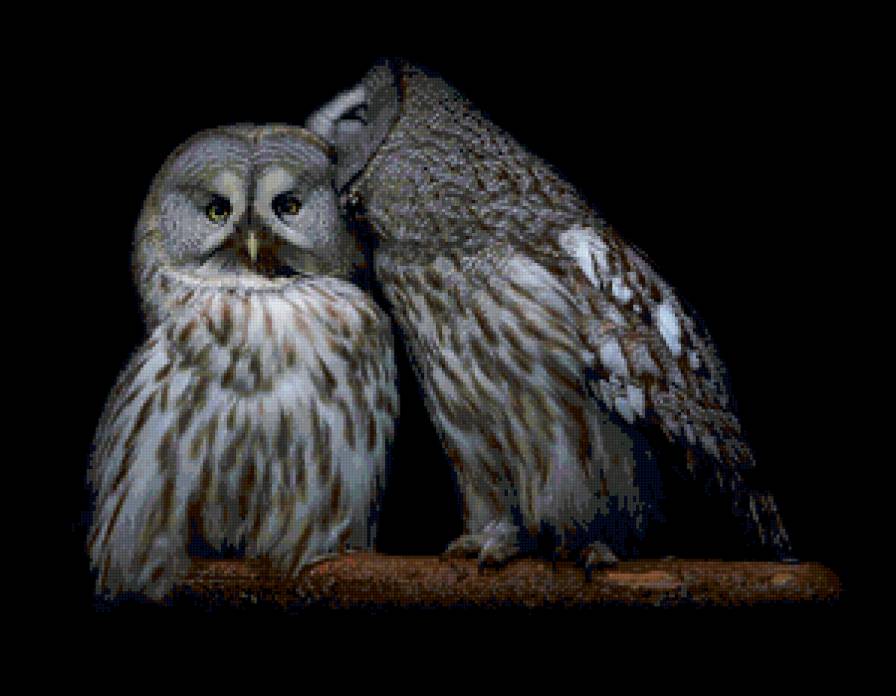 Совы - совы, птицы - предпросмотр