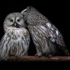 Схема вышивки «Совы»