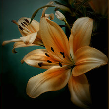 Схема вышивки «Lilium»