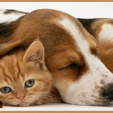 Схема вышивки «дружба»