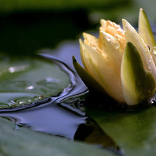 Нежная лилия