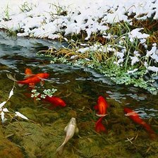 Схема вышивки «карпы кои»