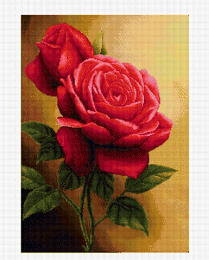 Красные розы - розы - предпросмотр