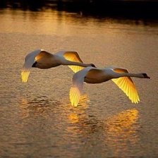 Схема вышивки «В золотом сиянии»