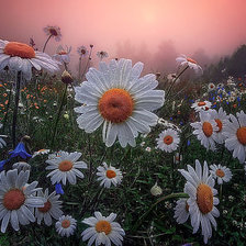 Ромашковый закат