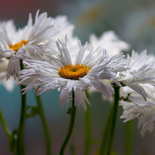 Схема вышивки «Ромашки 3D»