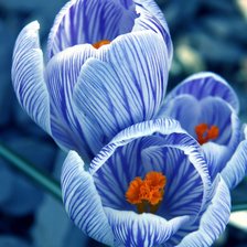 Схема вышивки «Подснежники»