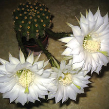 Схема вышивки «Кактусы№1»