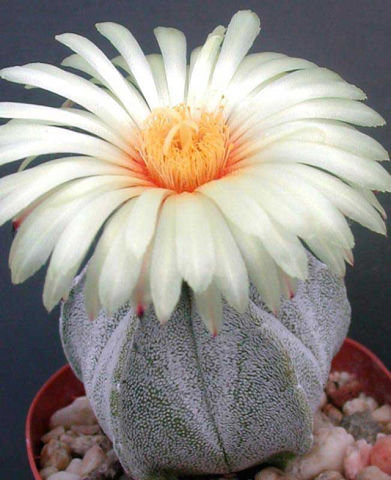 Кактусы№2 - кактусы, 8марта, цветы - оригинал