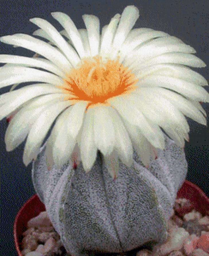 Кактусы№2 - 8марта, кактусы, цветы - предпросмотр