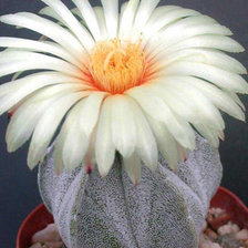 Схема вышивки «Кактусы№2»