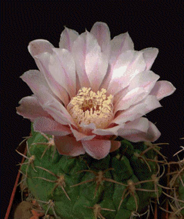 Кактусы№3 - кактусы, 8марта, цветы - предпросмотр