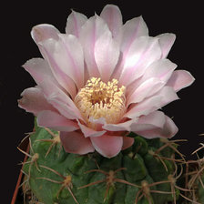 Схема вышивки «Кактусы№3»