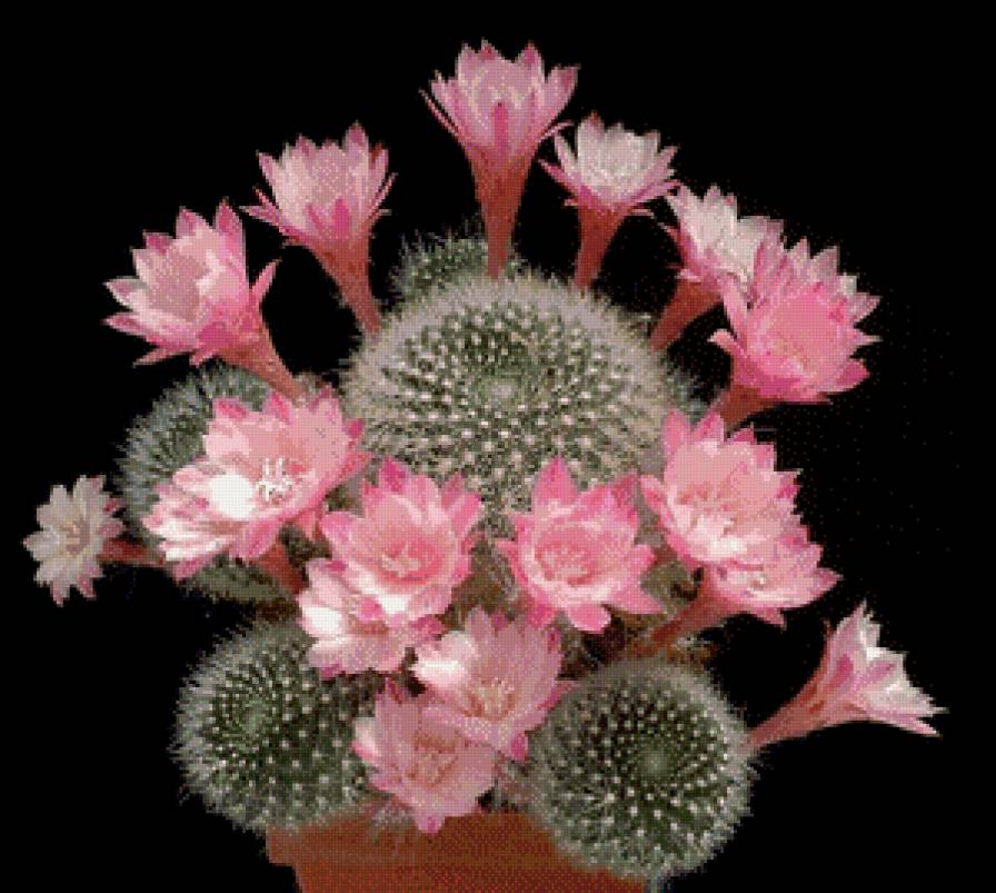 Кактусы№4 - 8марта, цветы, кактусы - предпросмотр