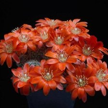 Схема вышивки «Кактусы№5»