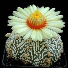 Схема вышивки «Кактусы№7»