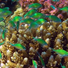 Схема вышивки «На дне морском»