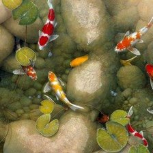 Схема вышивки «карпы кои»