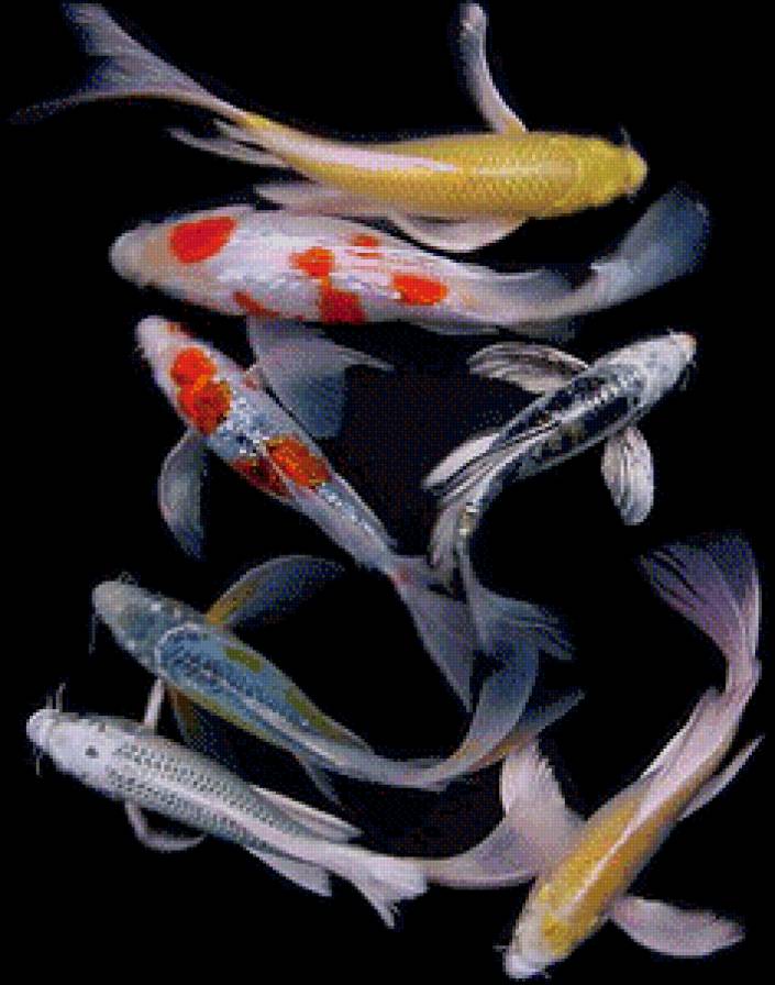 карпы кои - предпросмотр