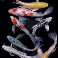 Схема вышивки «карпы кои»