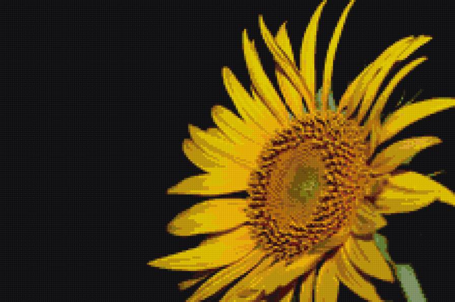 подсолнух - цветы - предпросмотр