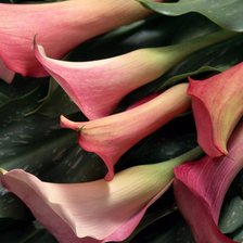 Схема вышивки «Каллы»