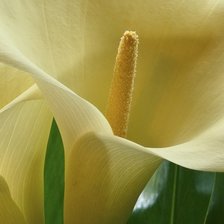 Схема вышивки «Каллы»