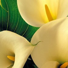 Схема вышивки «Каллы»